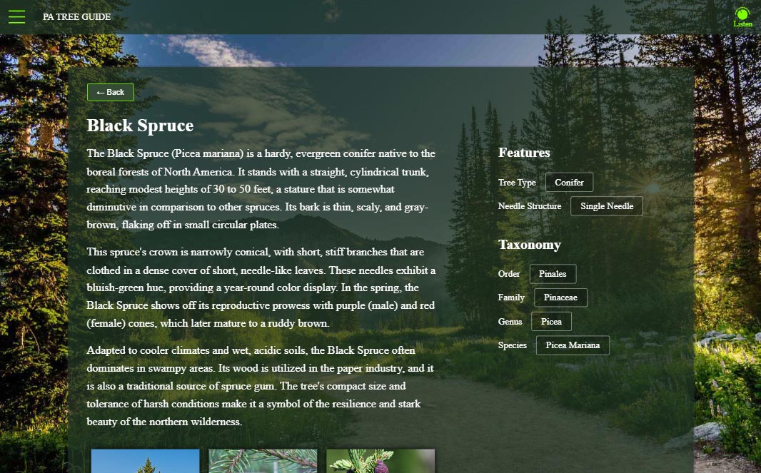 Screenshot of the Black Spruce tree page