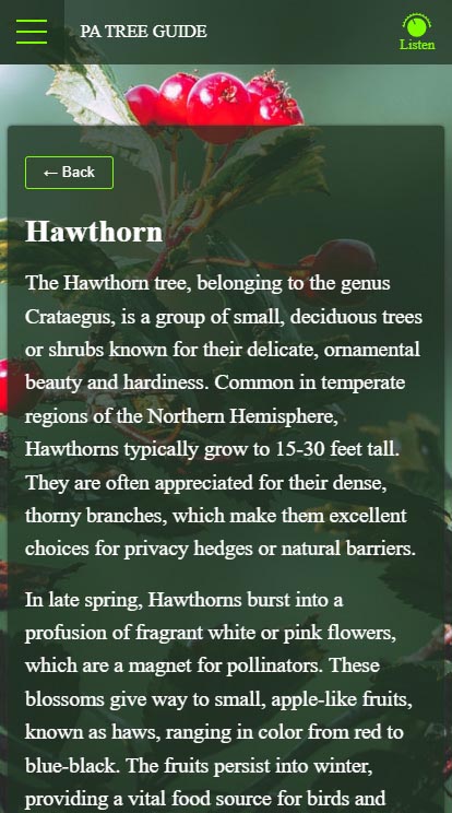 Mobile screenshot of the Hawthorn tree page